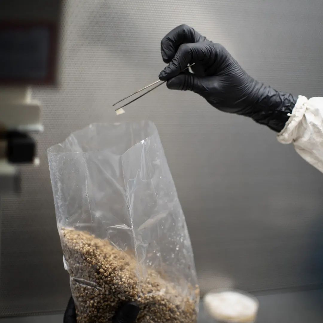 Grain Master (CERTIFIED ORGANIC)