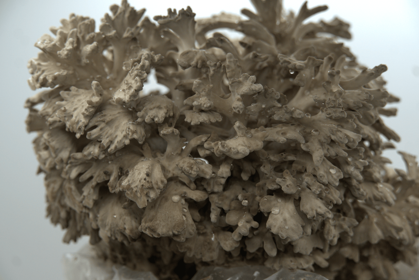 Maitake Ready to Fruit Substrate