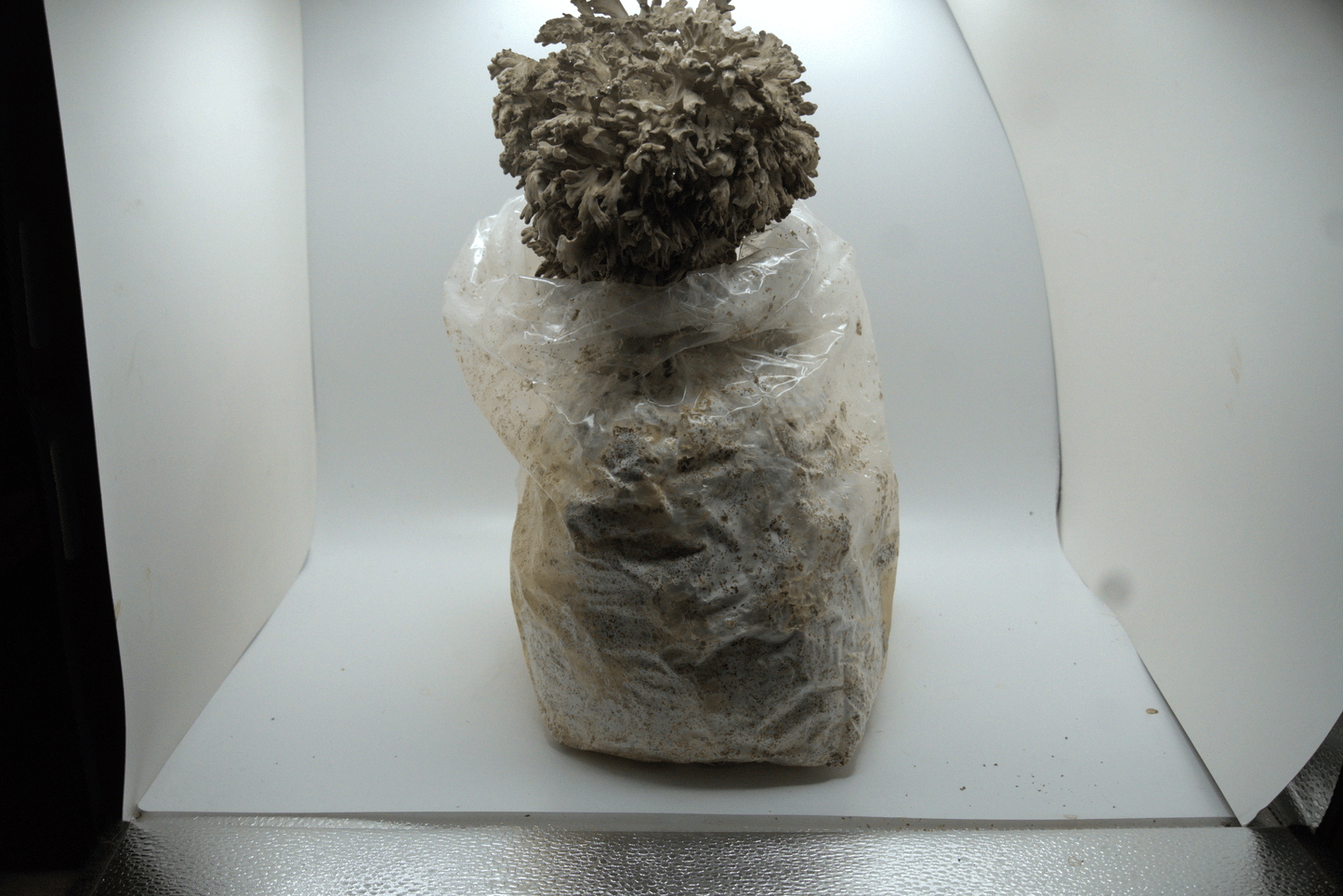 Maitake Ready to Fruit Substrate