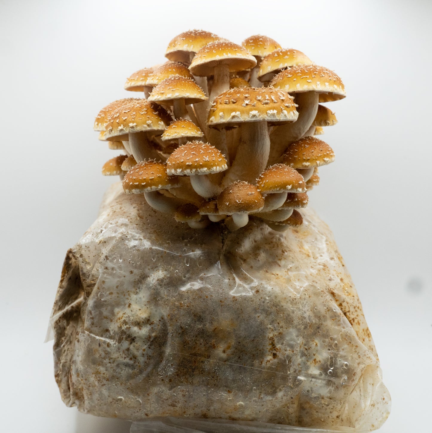 Chestnut Ready to Fruit Substrate