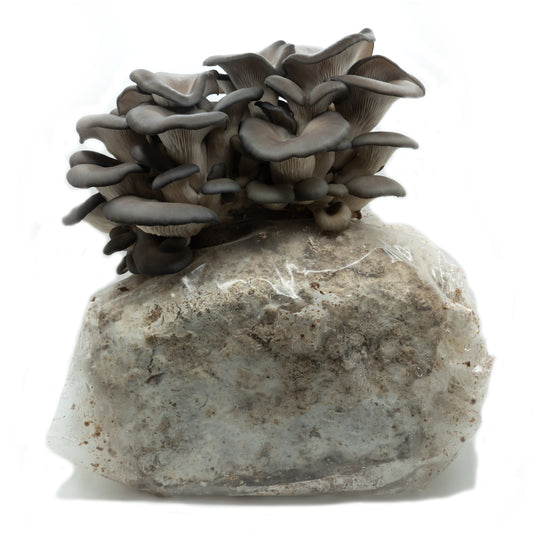 Blue Oyster Ready to Fruit Substrate