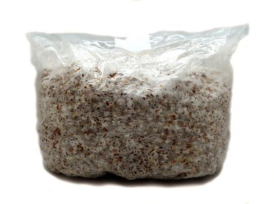 G2 Grain Spawn (CERTIFIED ORGANIC)
