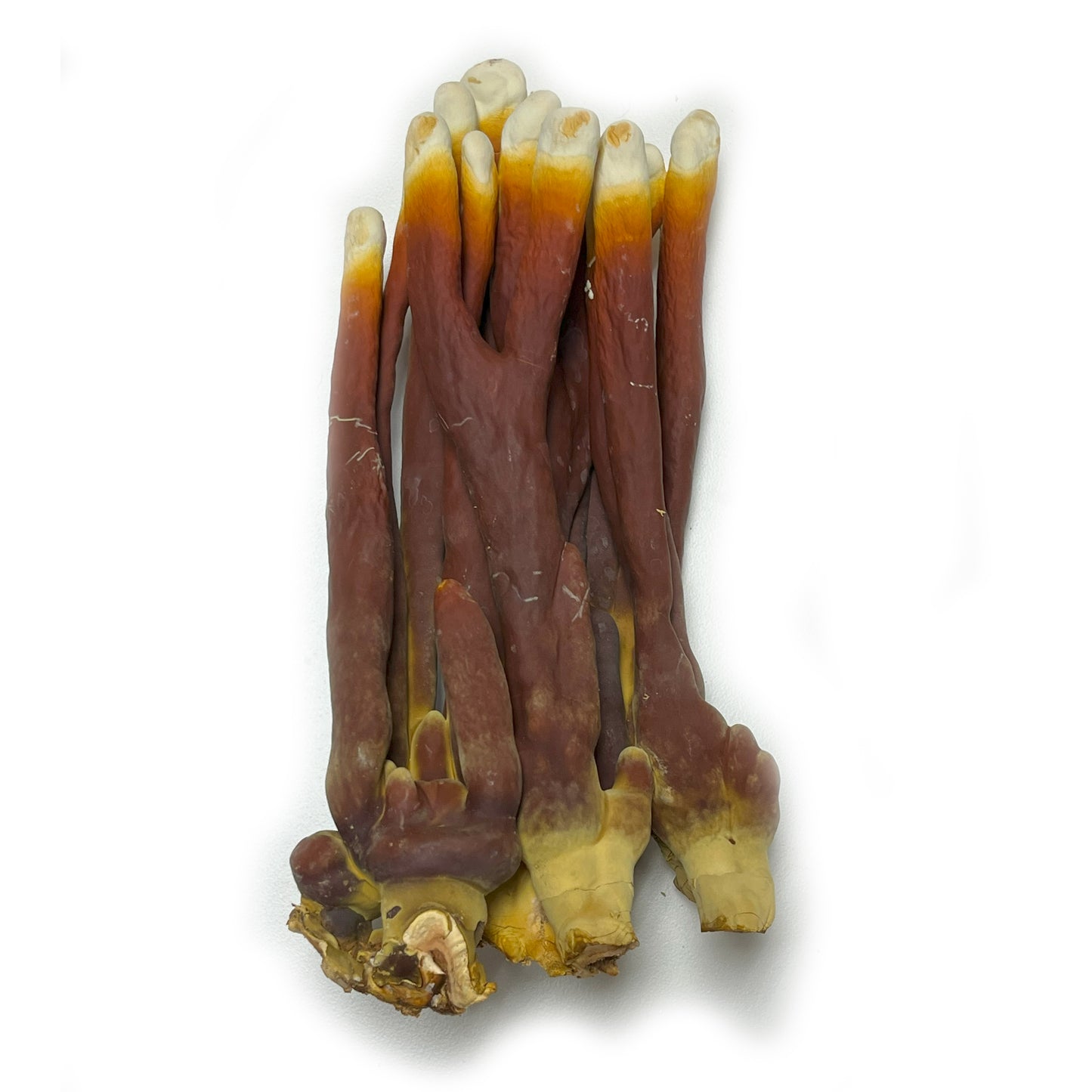 Dried Reishi