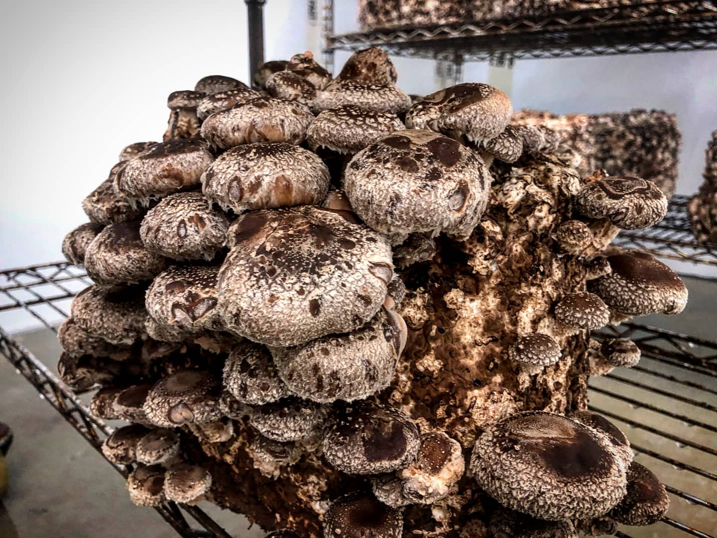 Shiitake Ready to Fruit Substrate