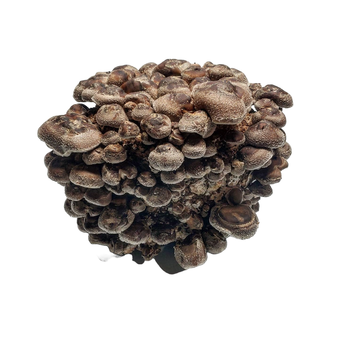 Shiitake Ready to Fruit Substrate