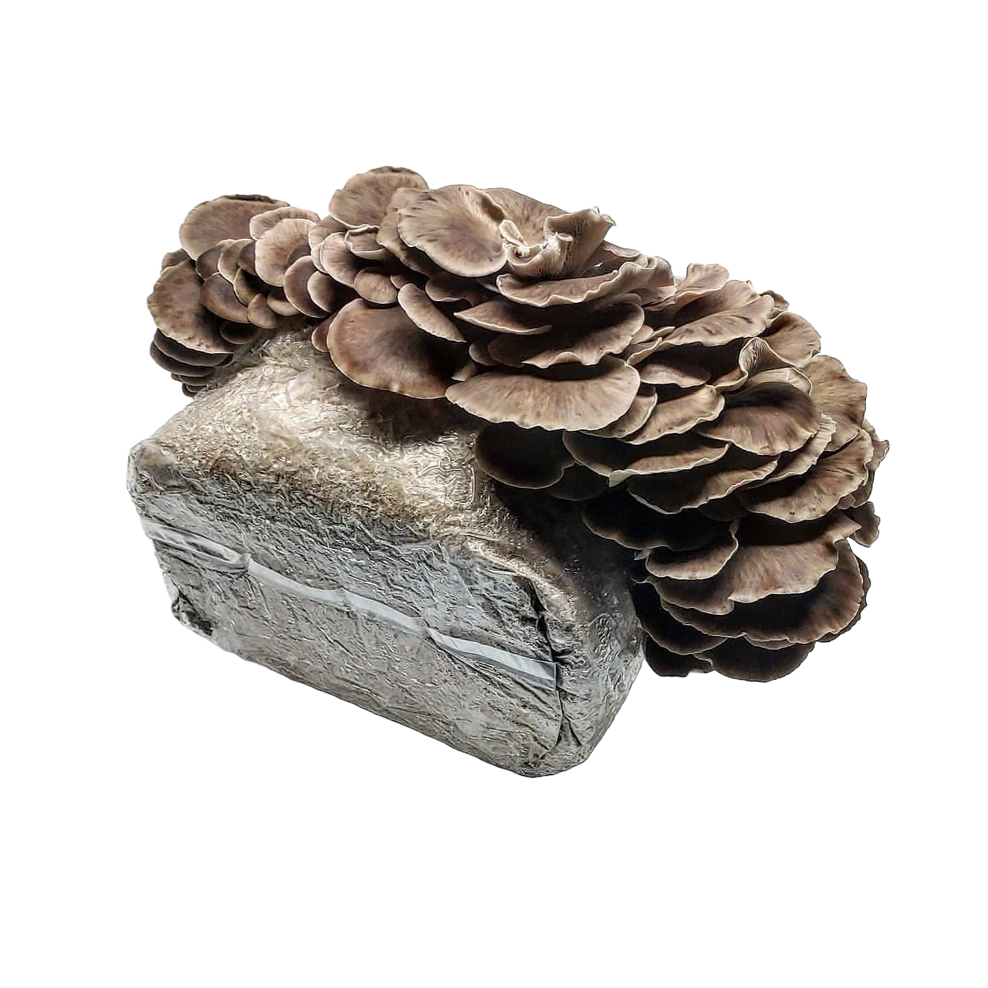 Phoenix Oyster Ready to Fruit Substrate