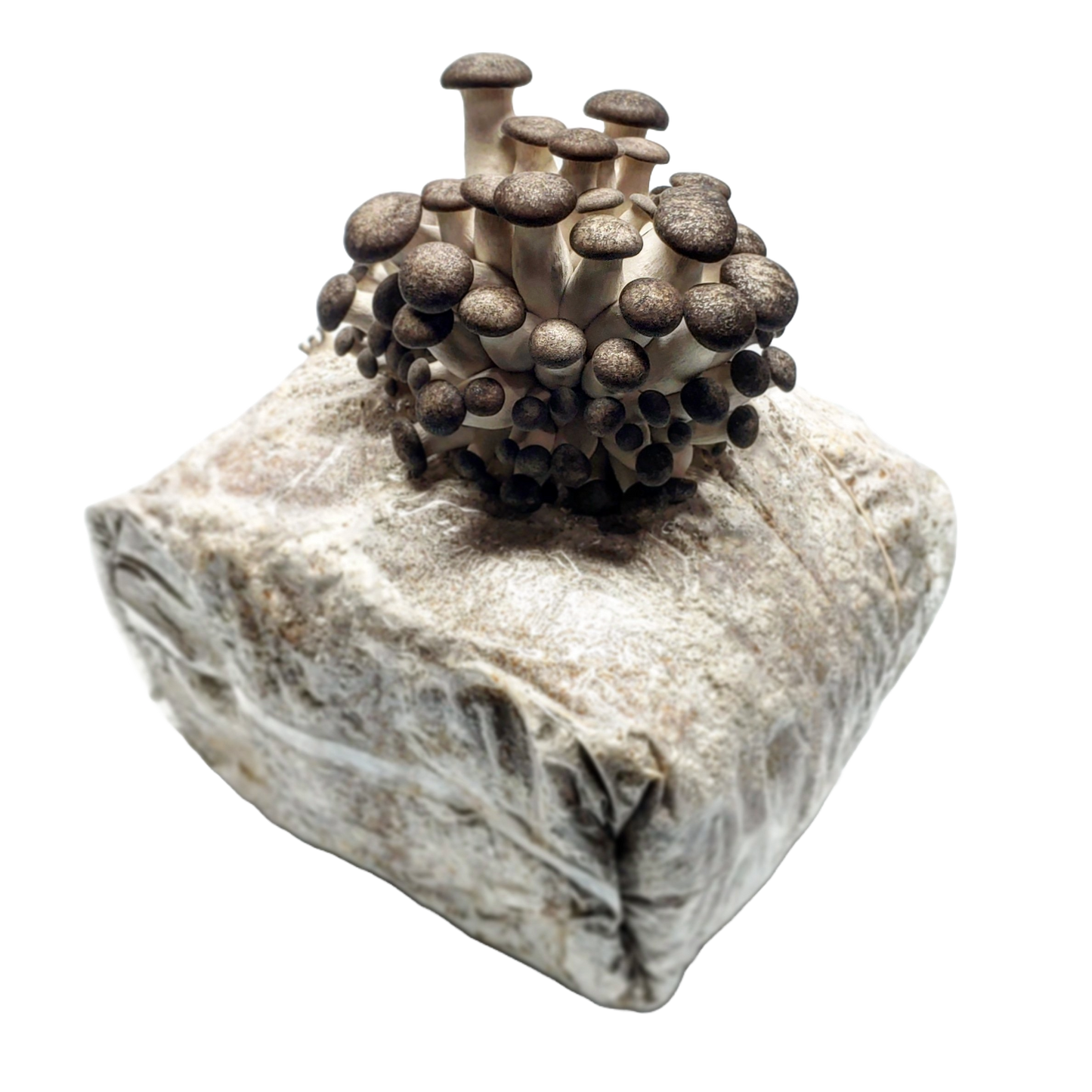 Black Oyster Ready to Fruit Substrate