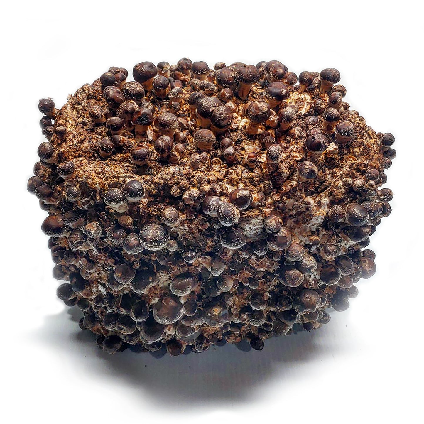 Shiitake Ready to Fruit Substrate