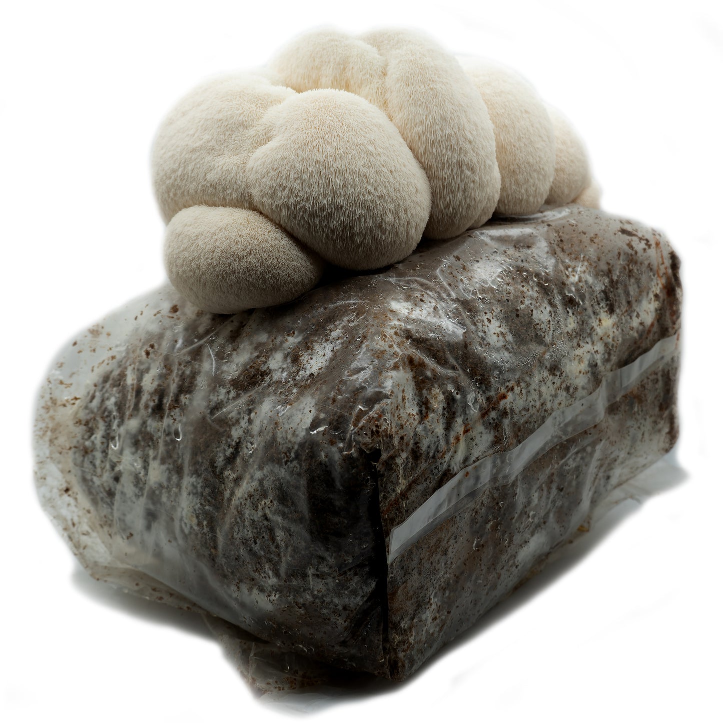 Lions Mane Ready to Fruit Substrate