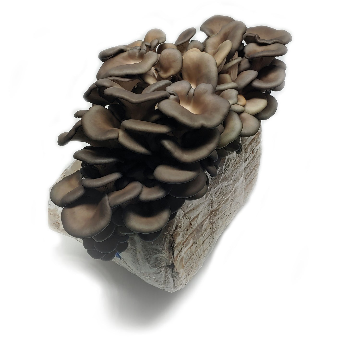 Blue Oyster Ready to Fruit Substrate