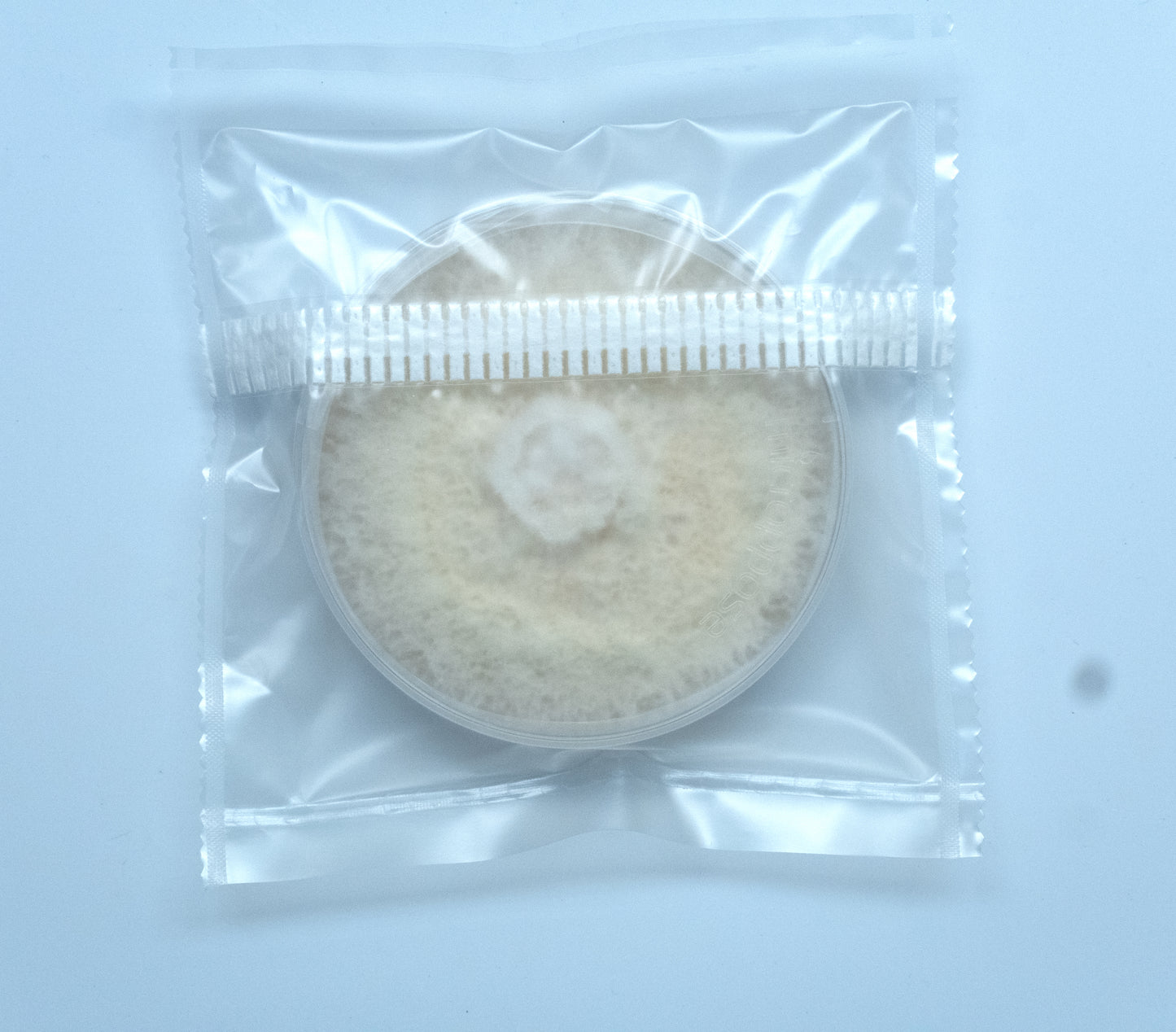 Black Oyster Culture