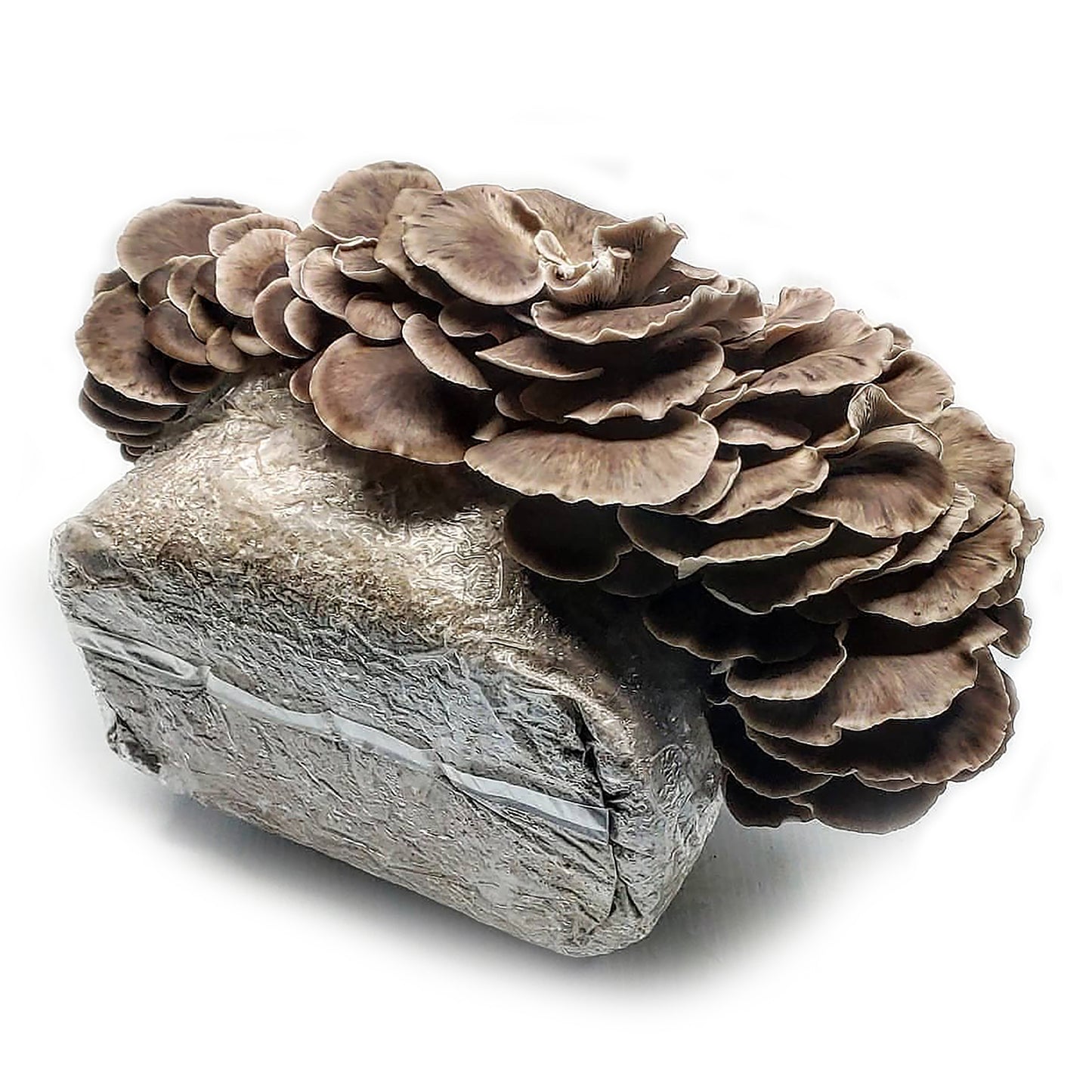 Phoenix Oyster Ready to Fruit Substrate