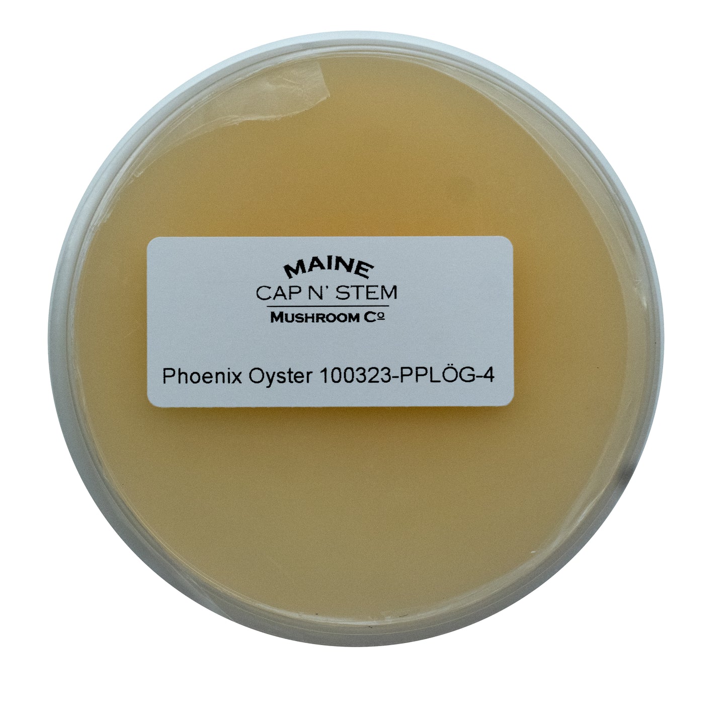 Phoenix Oyster Culture