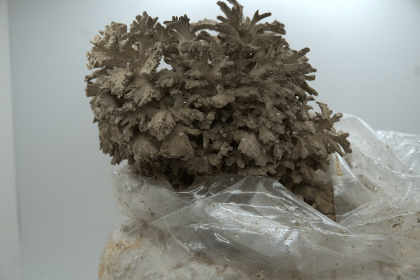 Maitake Ready to Fruit Substrate