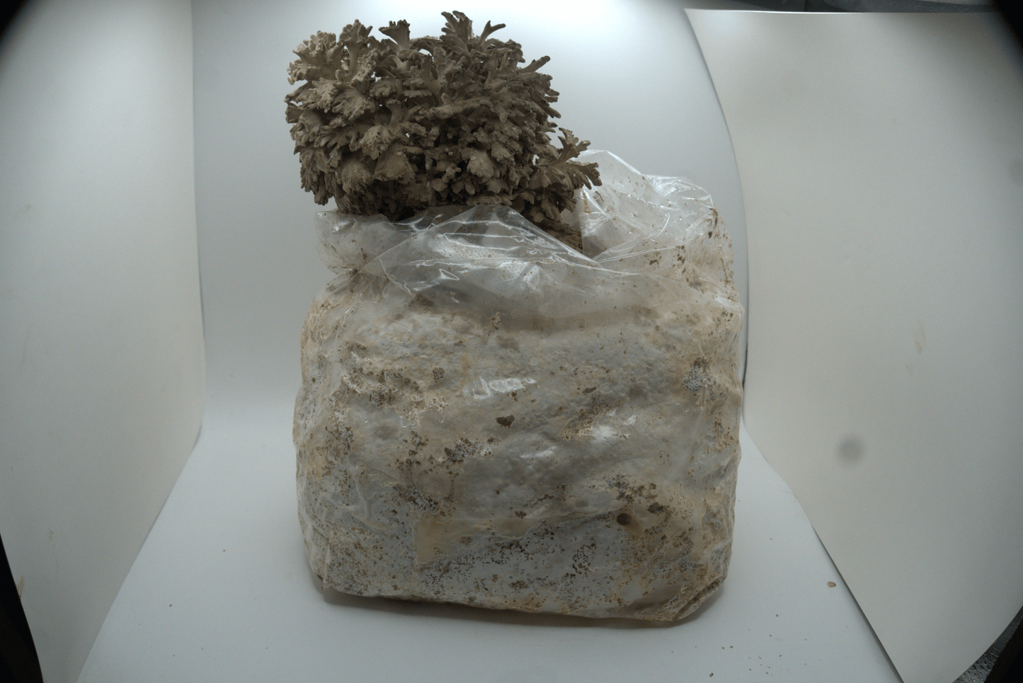 Maitake Ready to Fruit Substrate
