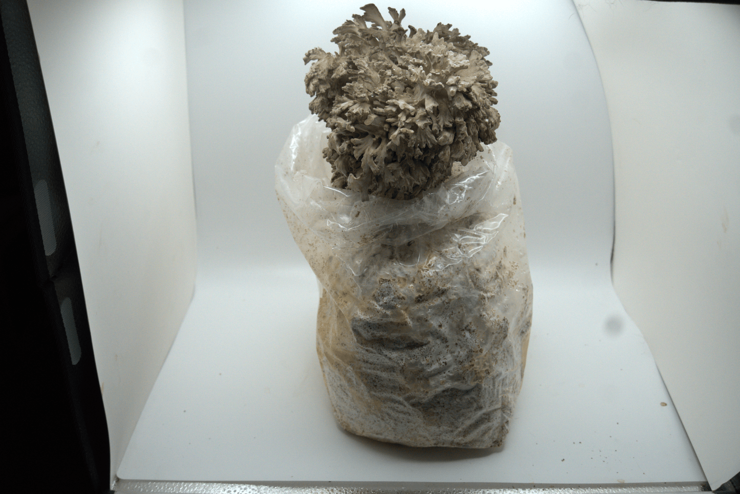 Maitake Ready to Fruit Substrate
