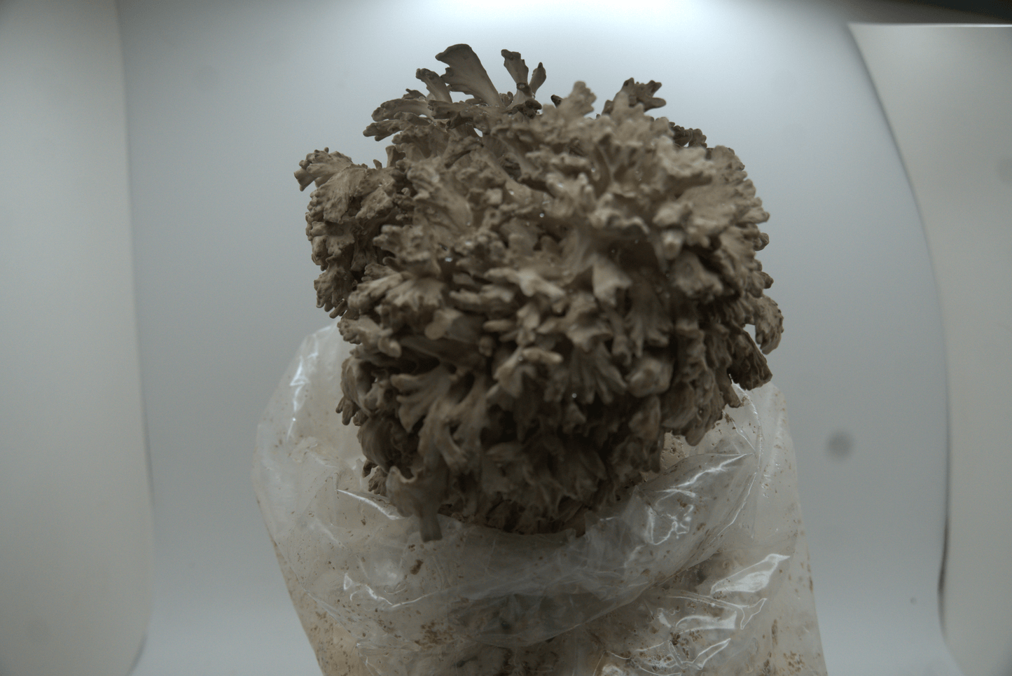 Maitake Ready to Fruit Substrate
