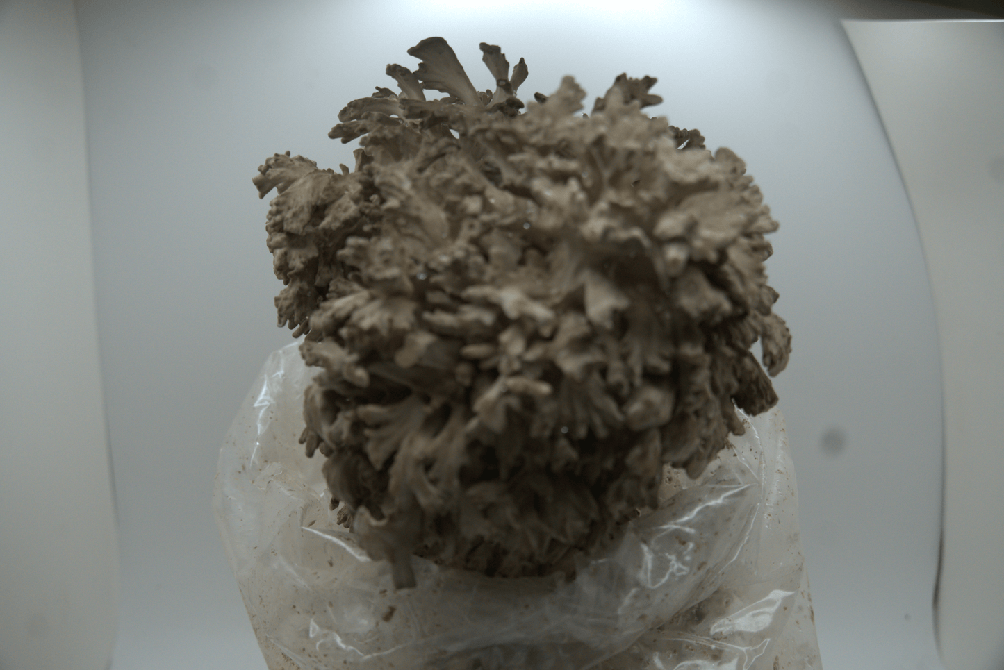 Maitake Ready to Fruit Substrate