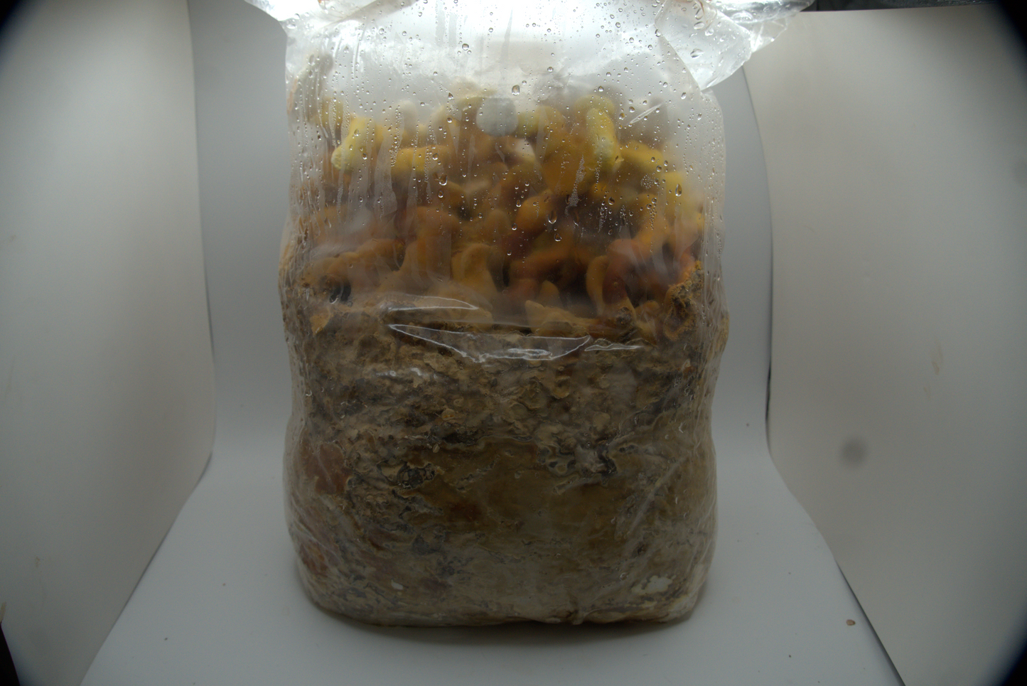 Reishi Ready to Fruit Substrate