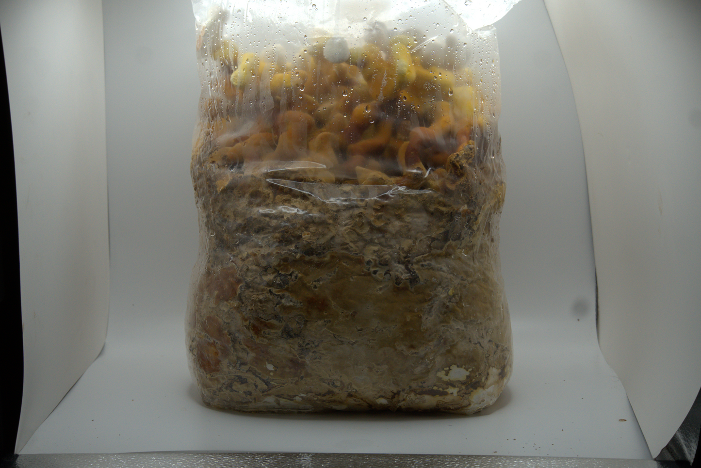 Reishi Ready to Fruit Substrate