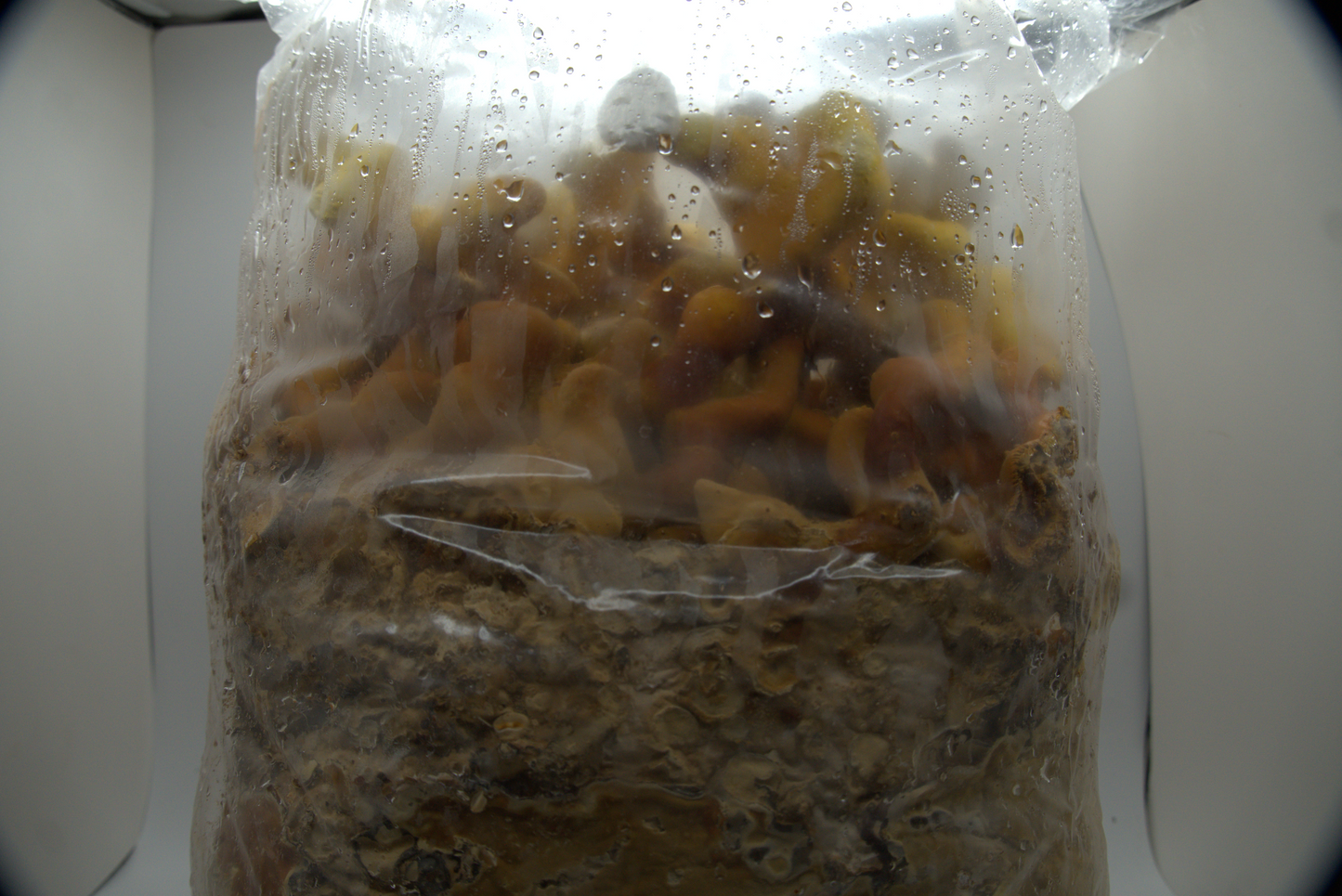 Reishi Ready to Fruit Substrate