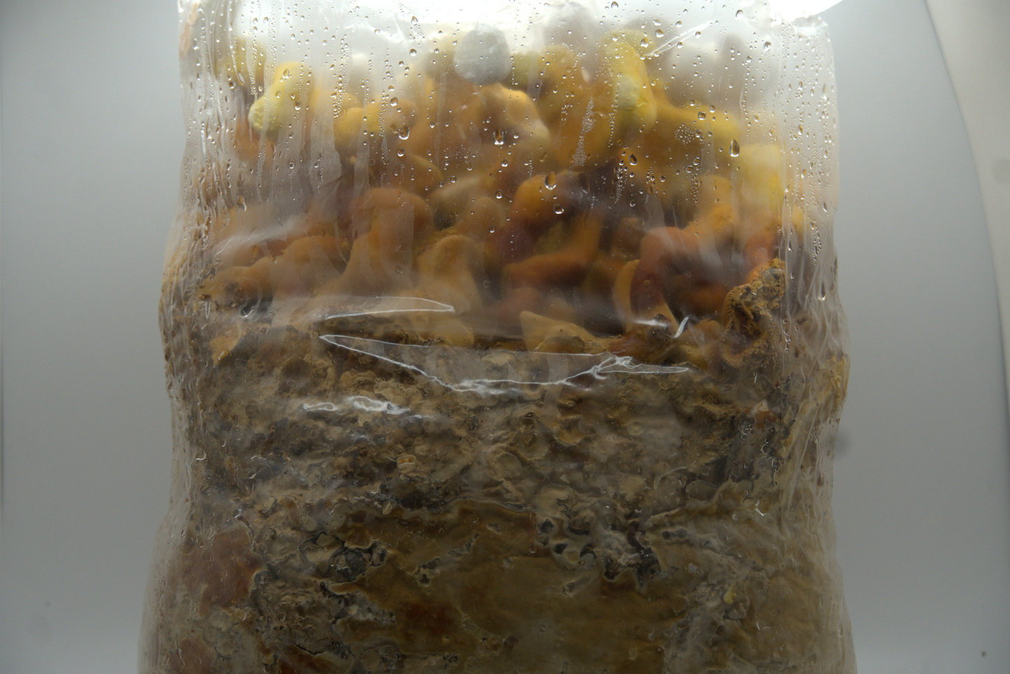 Reishi Ready to Fruit Substrate