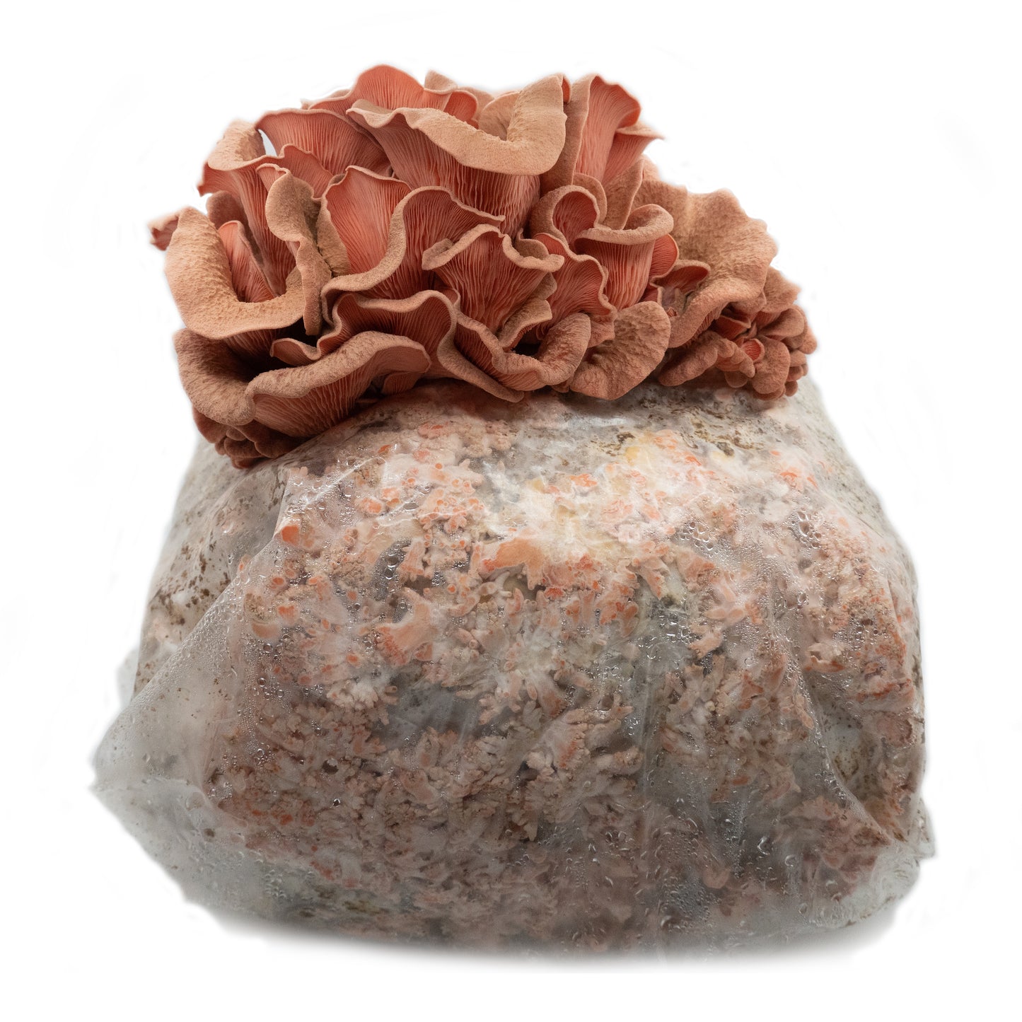 Pink Oyster Ready to Fruit Substrate