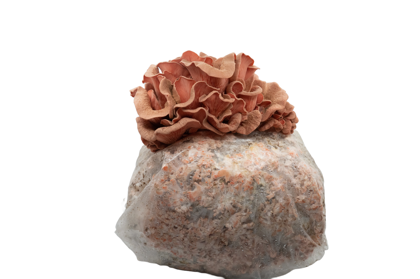 Pink Oyster Ready to Fruit Substrate