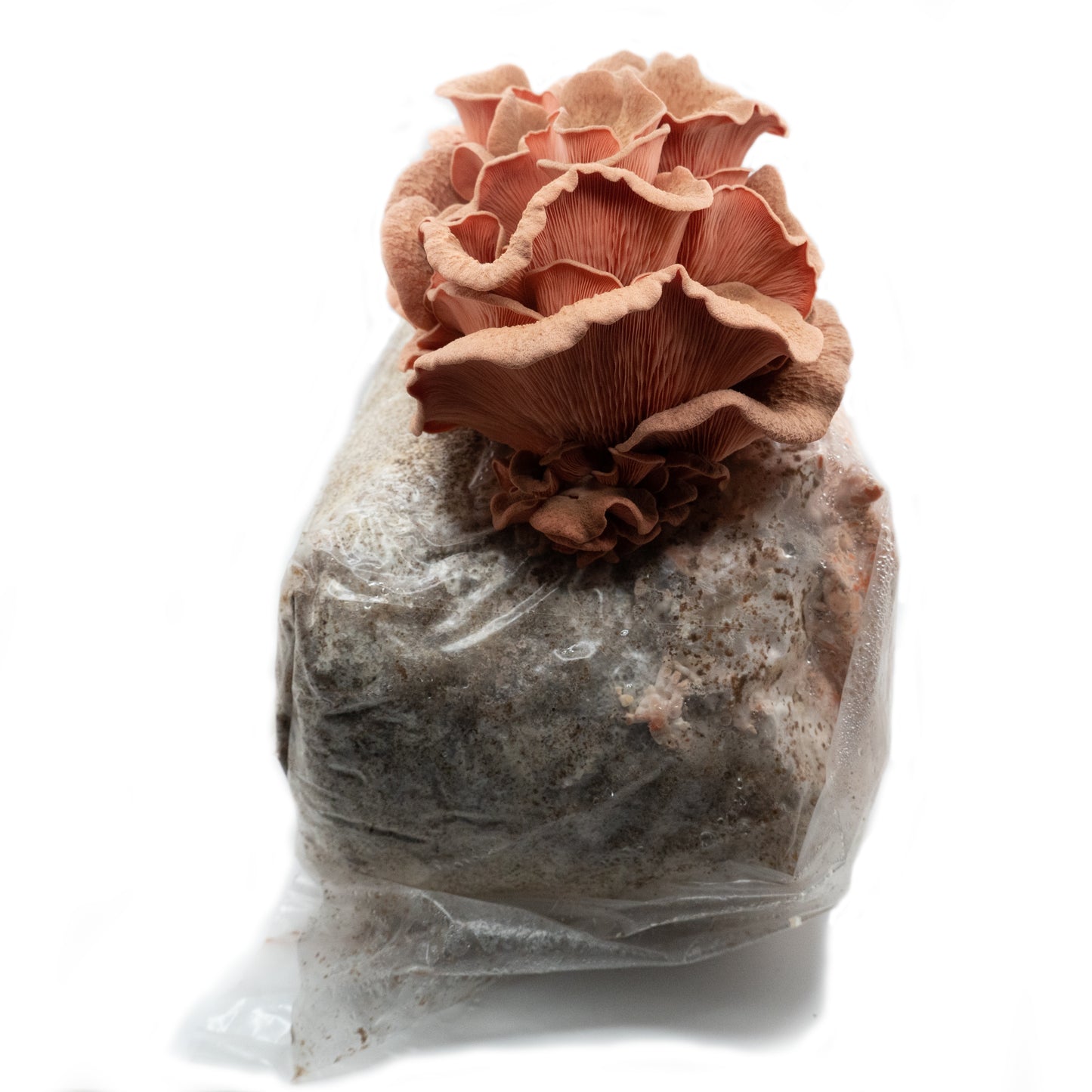 Pink Oyster Ready to Fruit Substrate