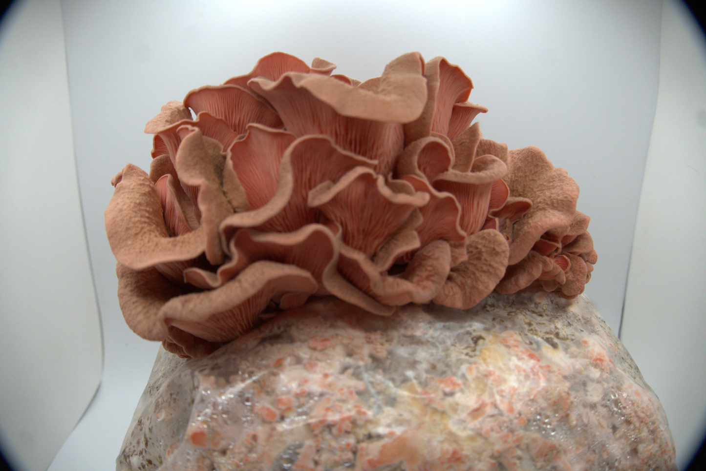 Pink Oyster Ready to Fruit Substrate