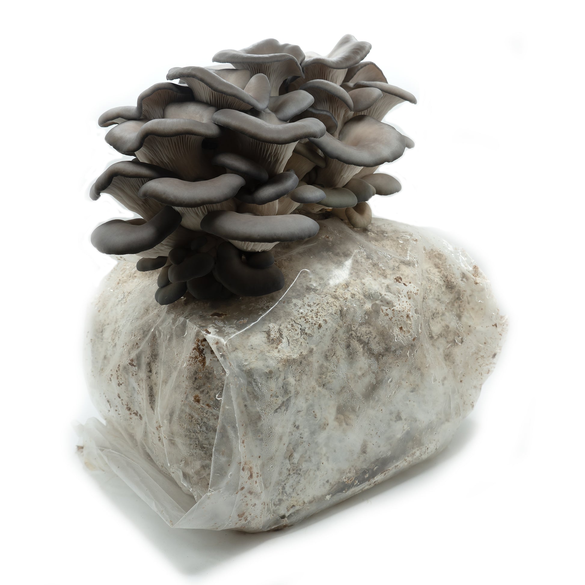 Blue Oyster Ready to Fruit Substrate