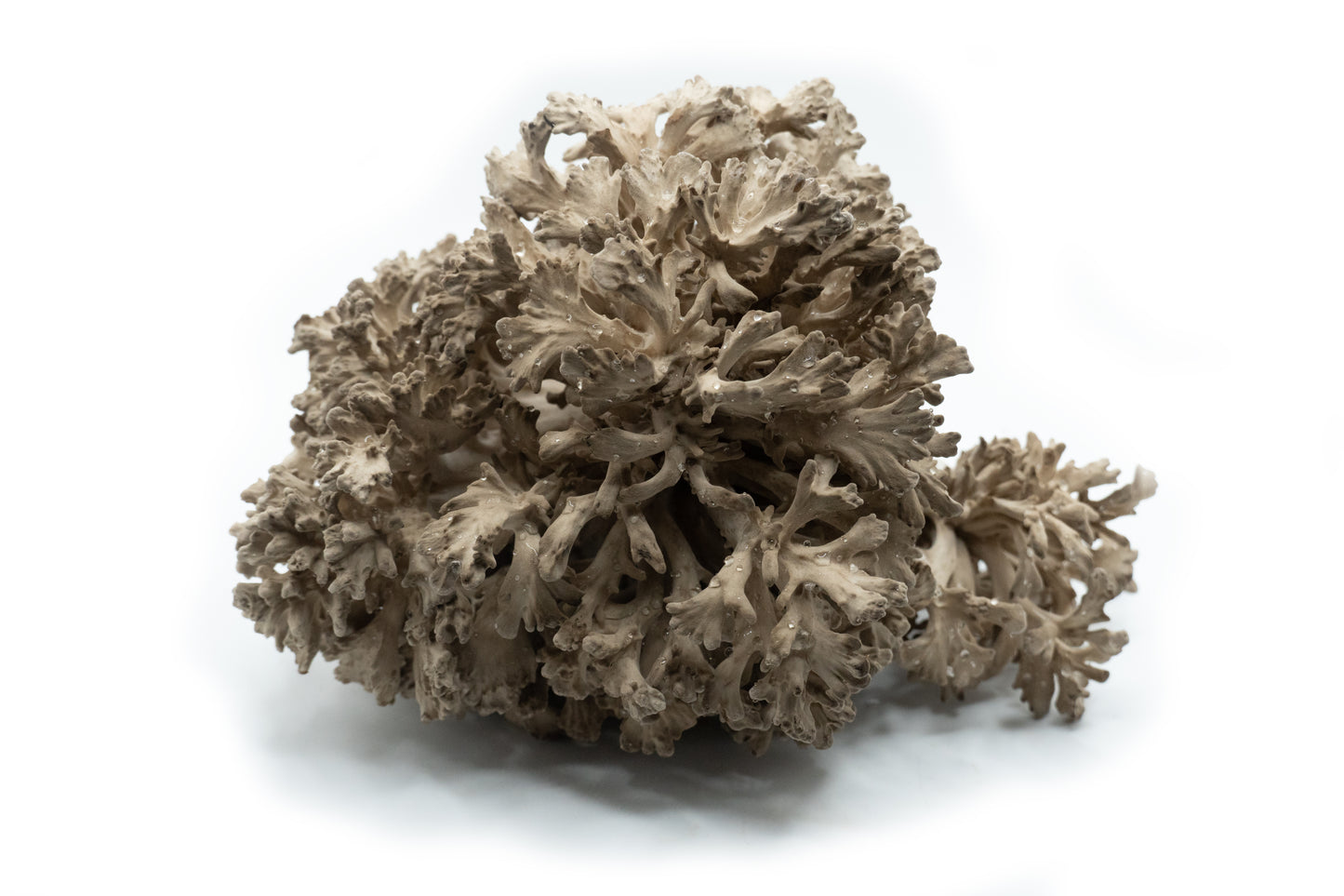 Maitake Ready to Fruit Substrate