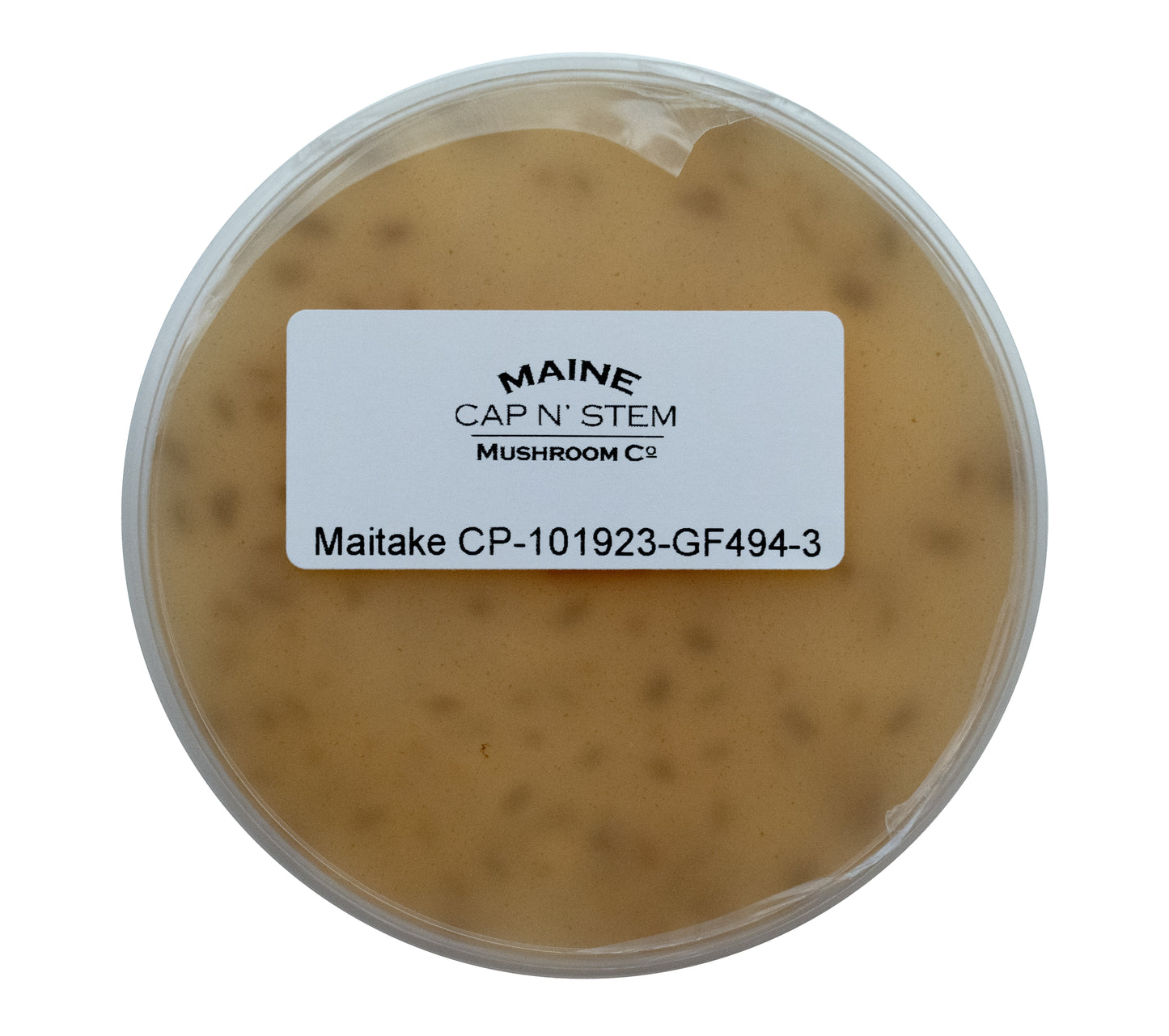 Maitake Culture