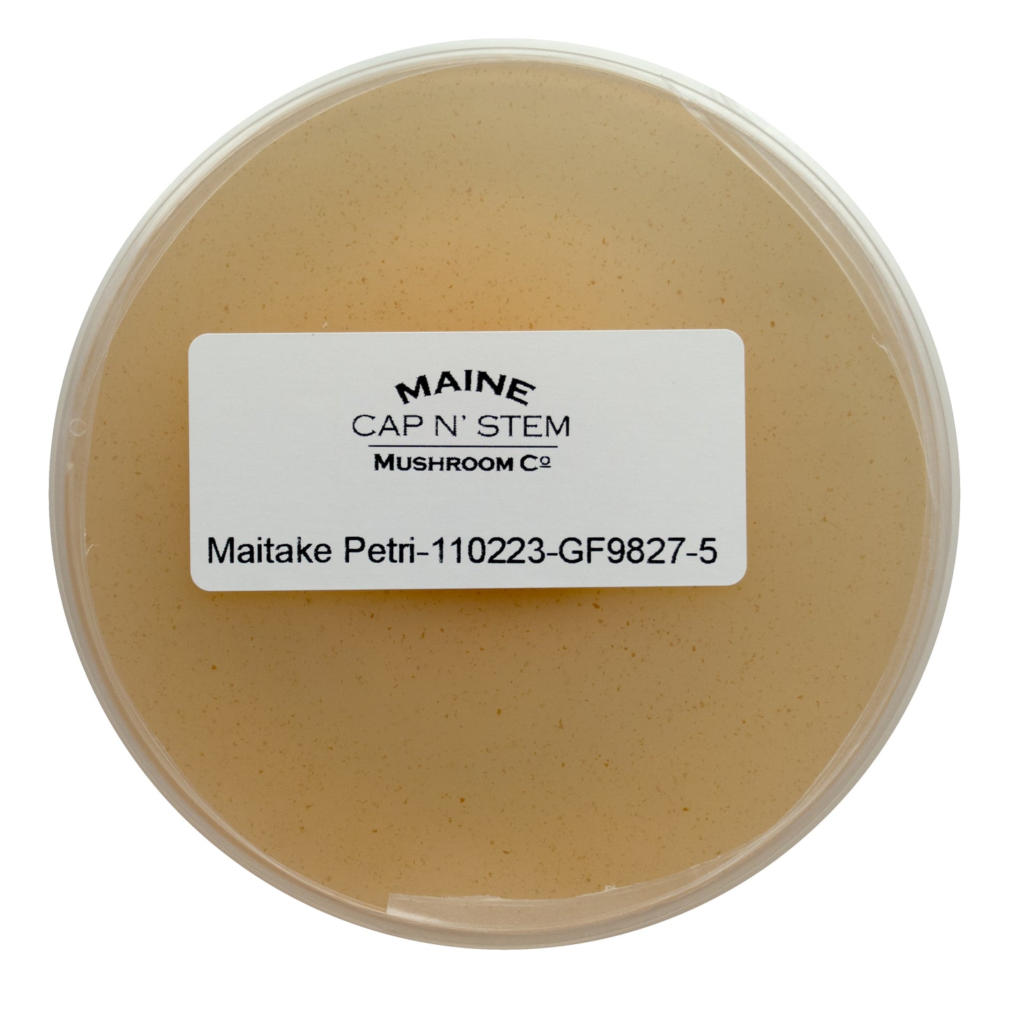 Maitake Culture