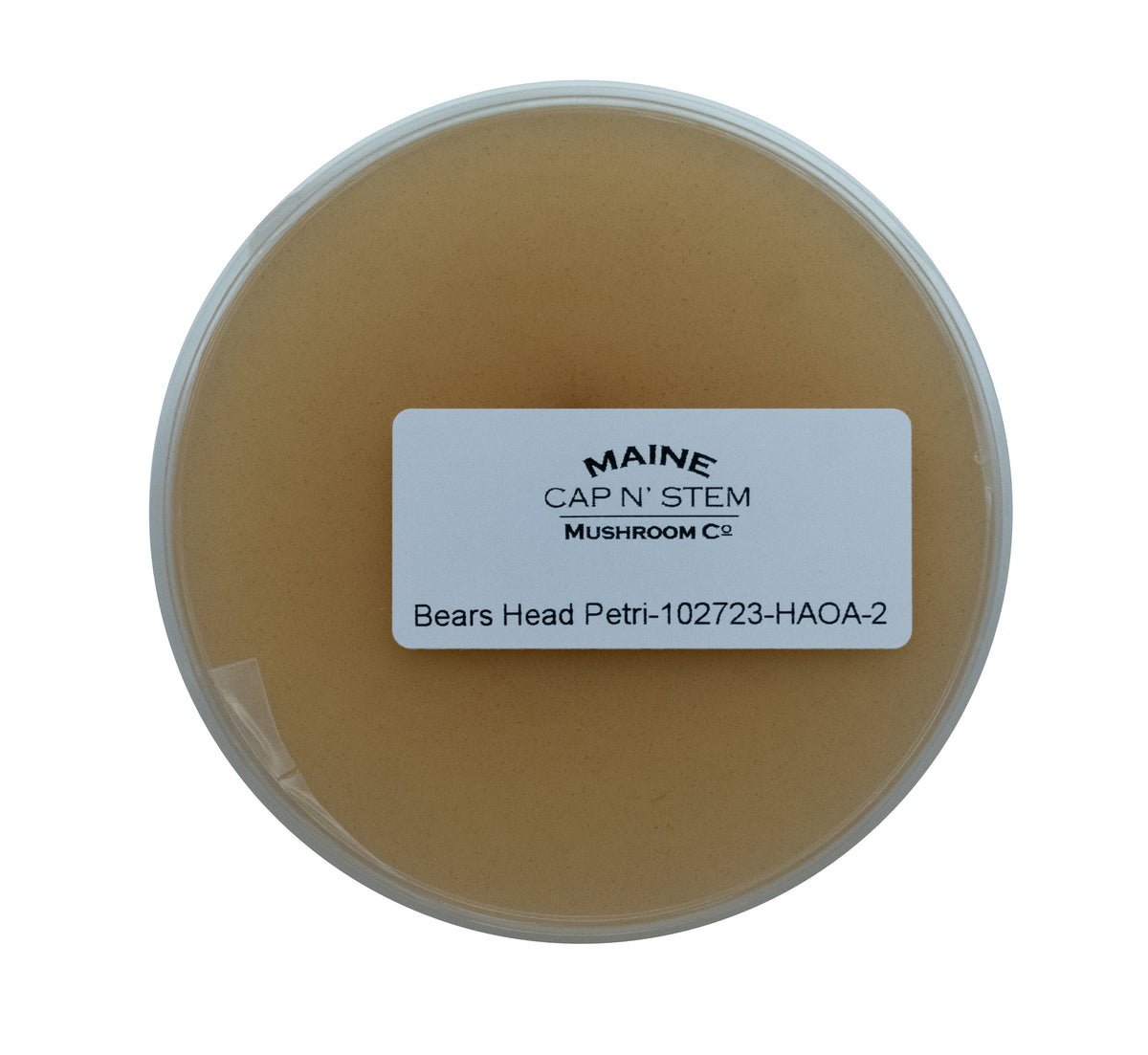 Lions Mane Culture – Cap N Stem