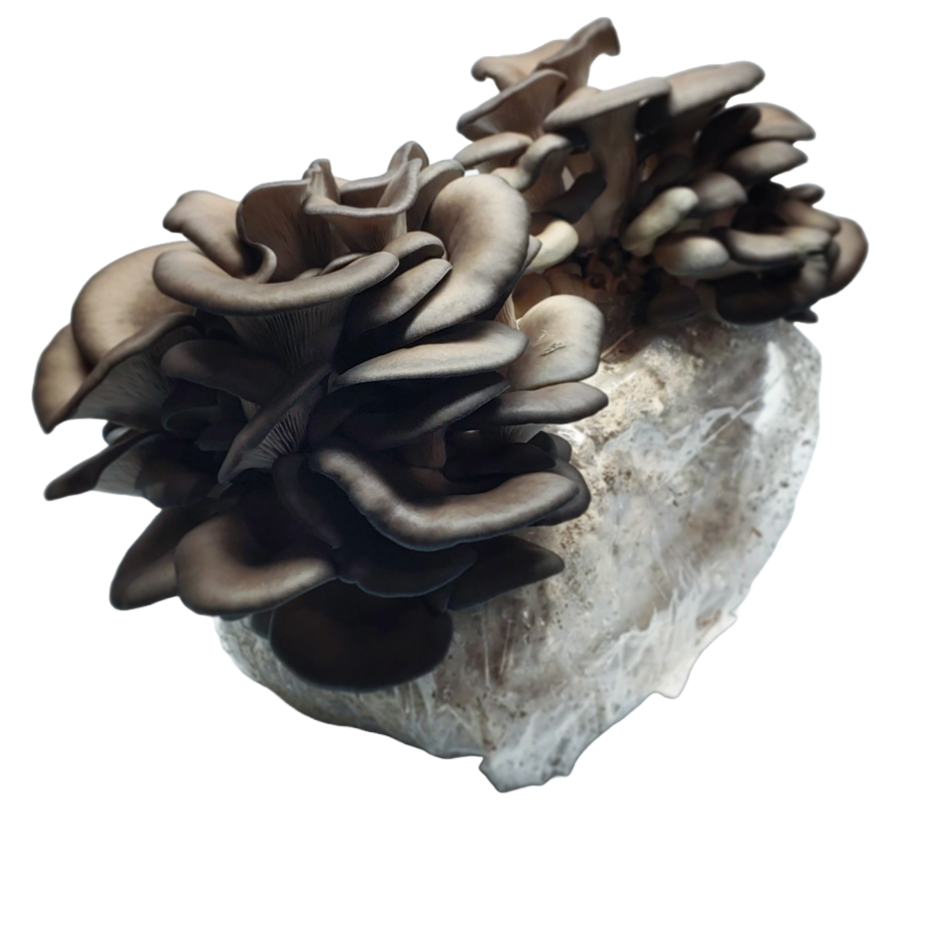 Blue Oyster Ready to Fruit Substrate