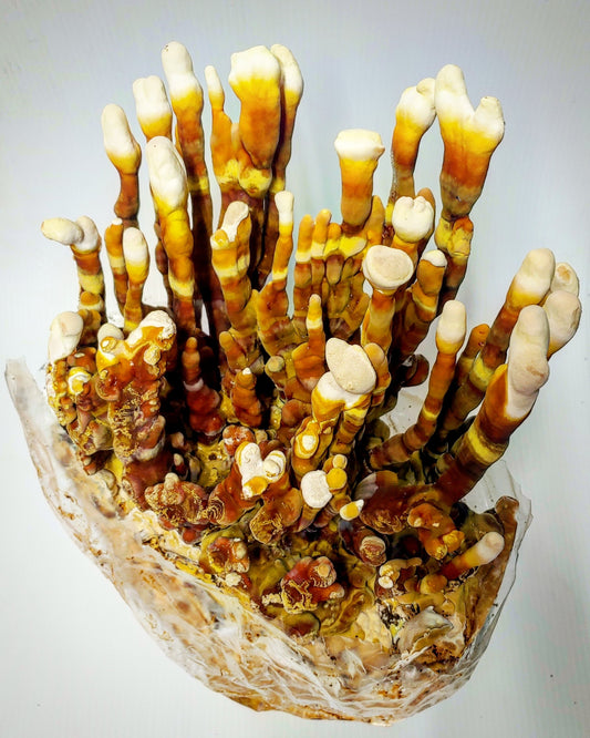 Reishi Ready to Fruit Substrate