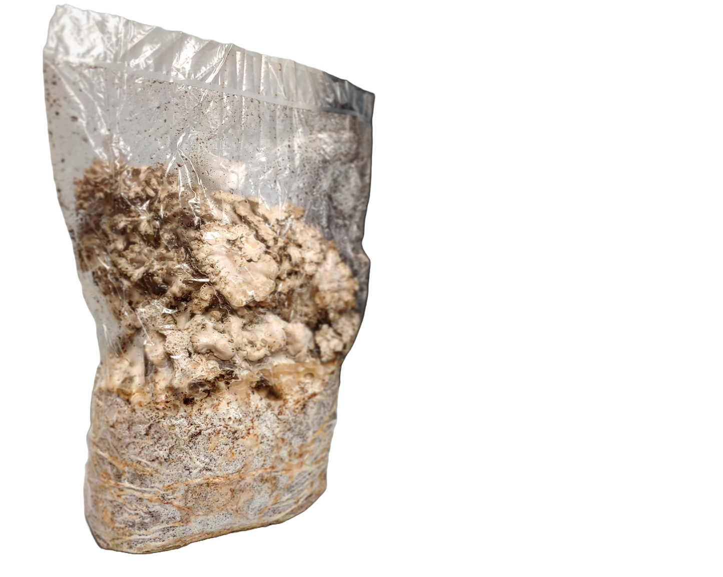 Maitake Ready to Fruit Substrate