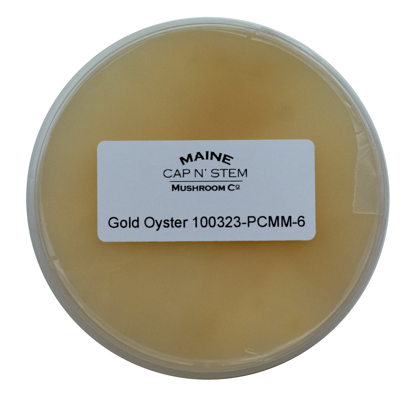 Gold Oyster Culture