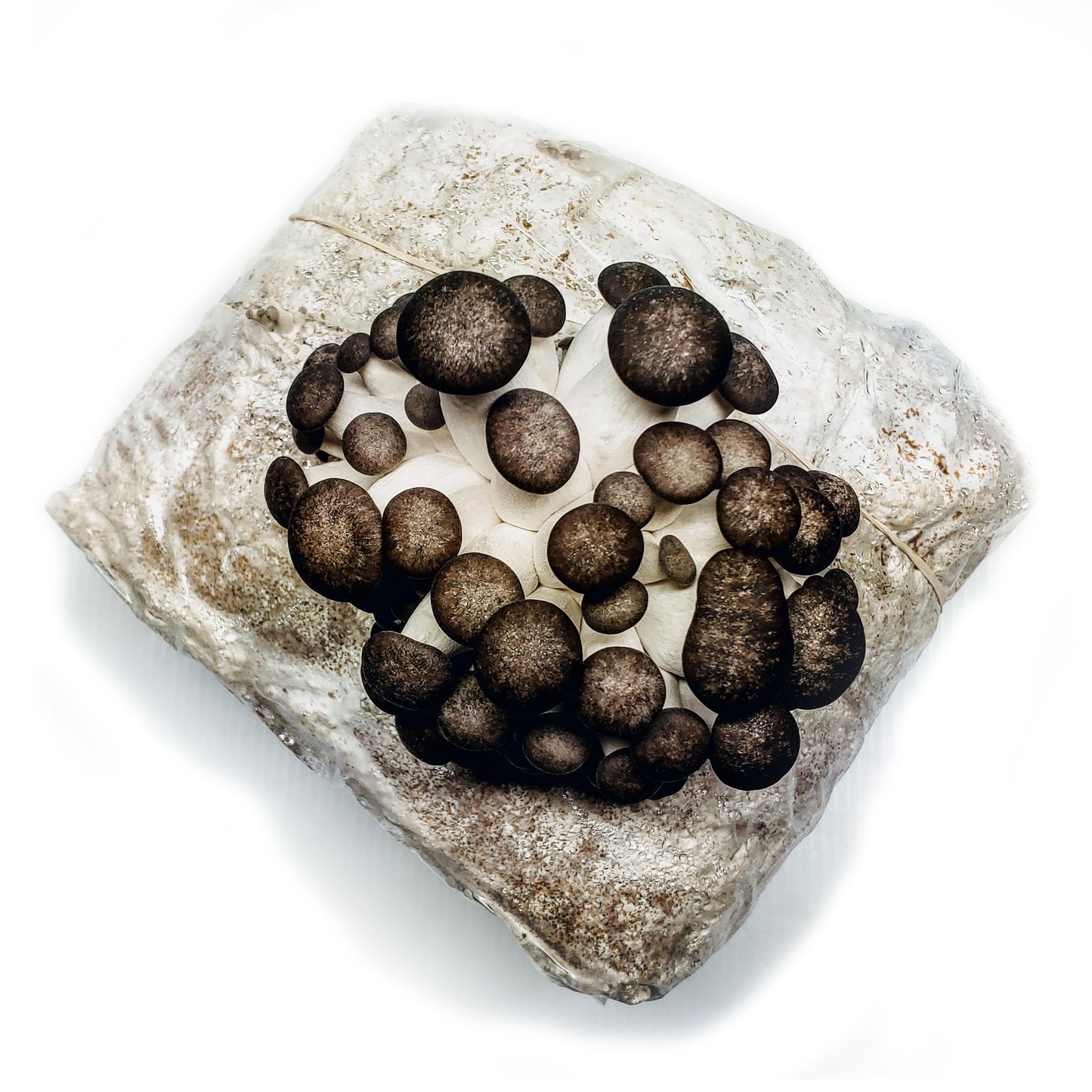 Black Oyster Ready to Fruit Substrate