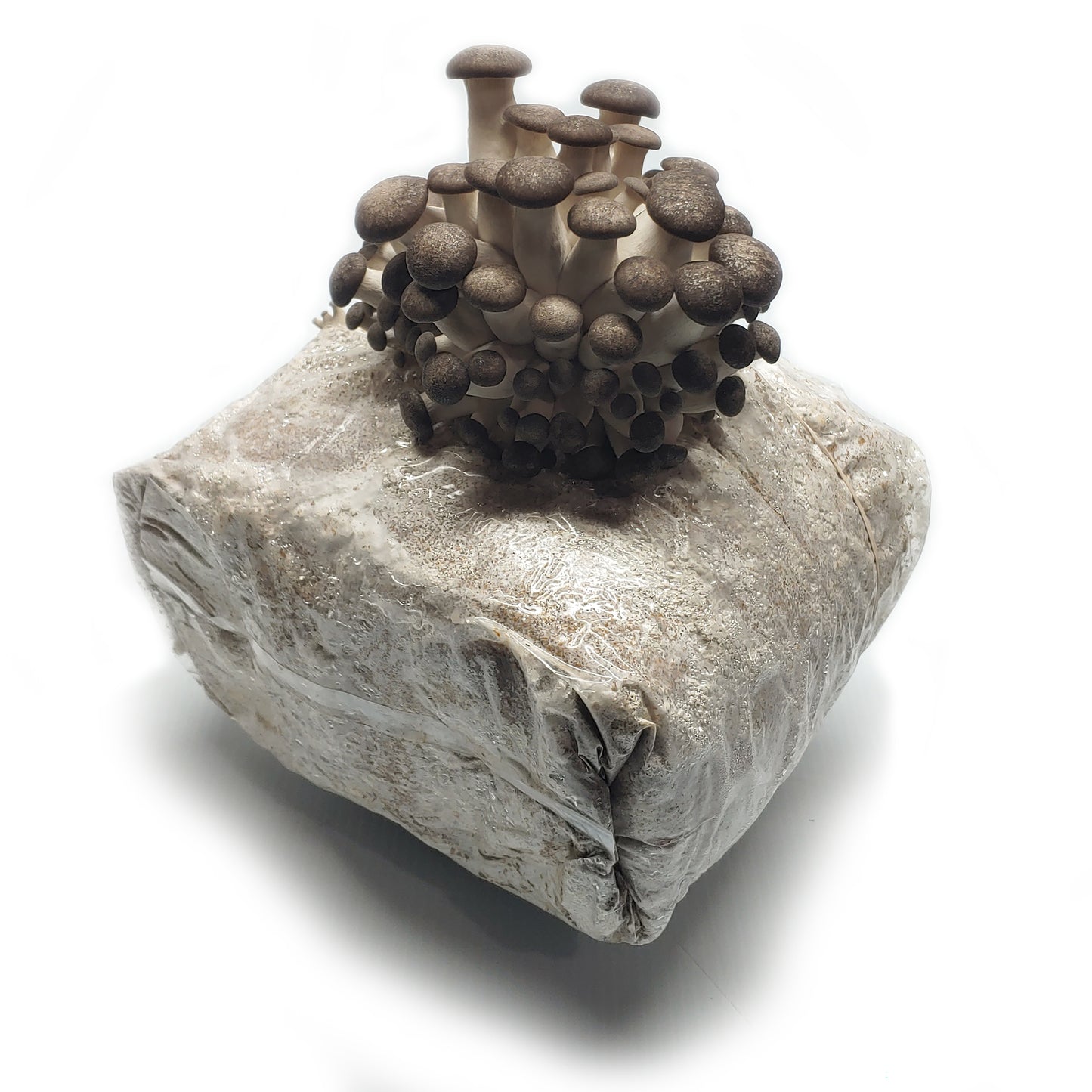 Black Oyster Ready to Fruit Substrate