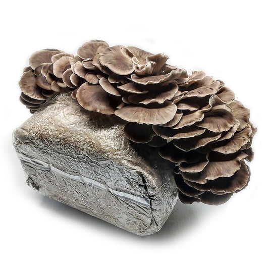 Phoenix Oyster Ready to Fruit Substrate